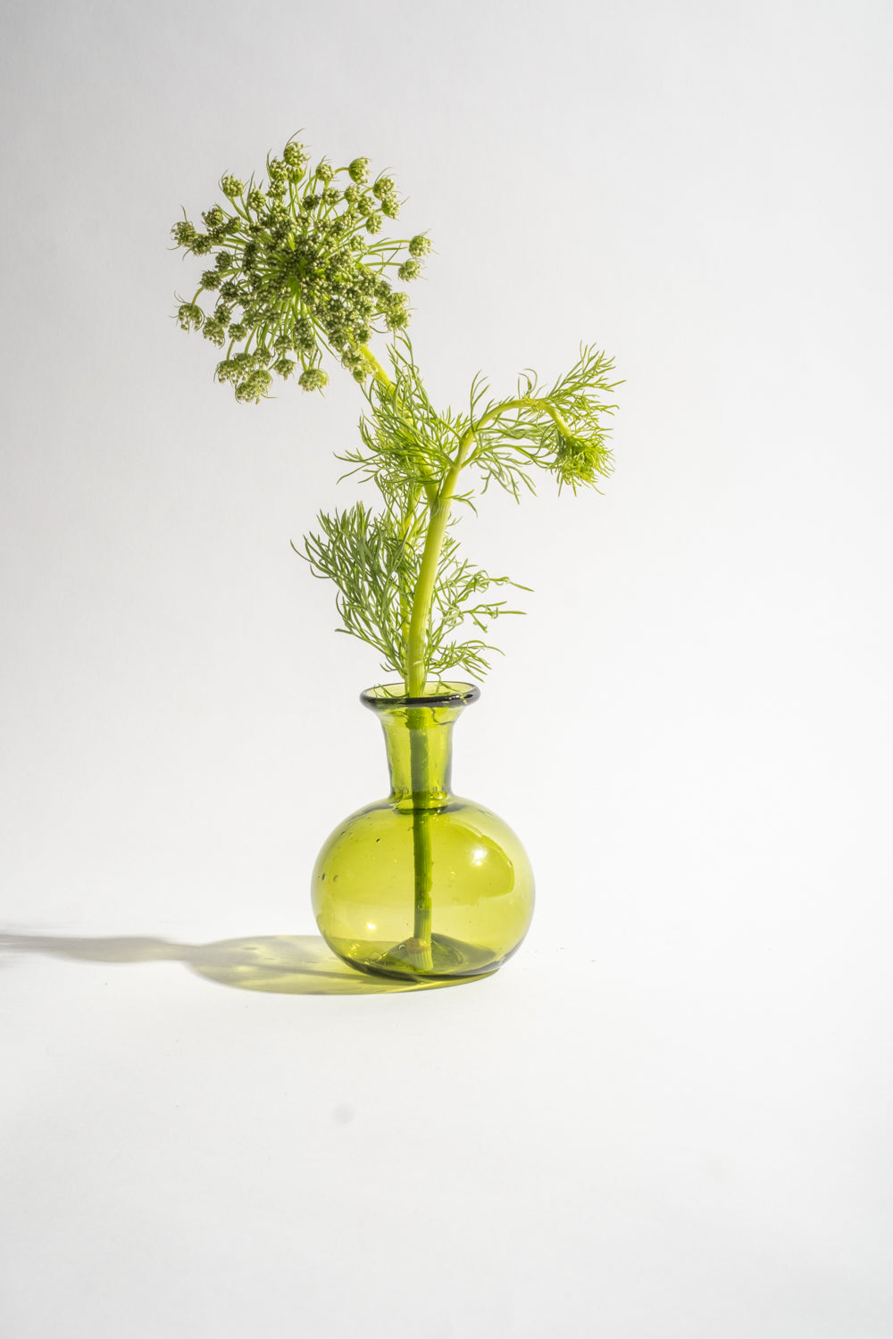 Piccola Olive