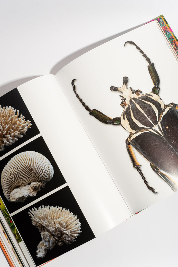 Flowers: From the Renaissance to Artificial Intelligence