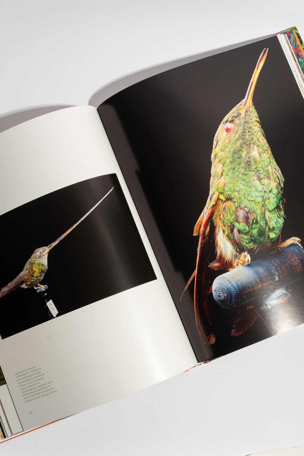 Flowers: From the Renaissance to Artificial Intelligence